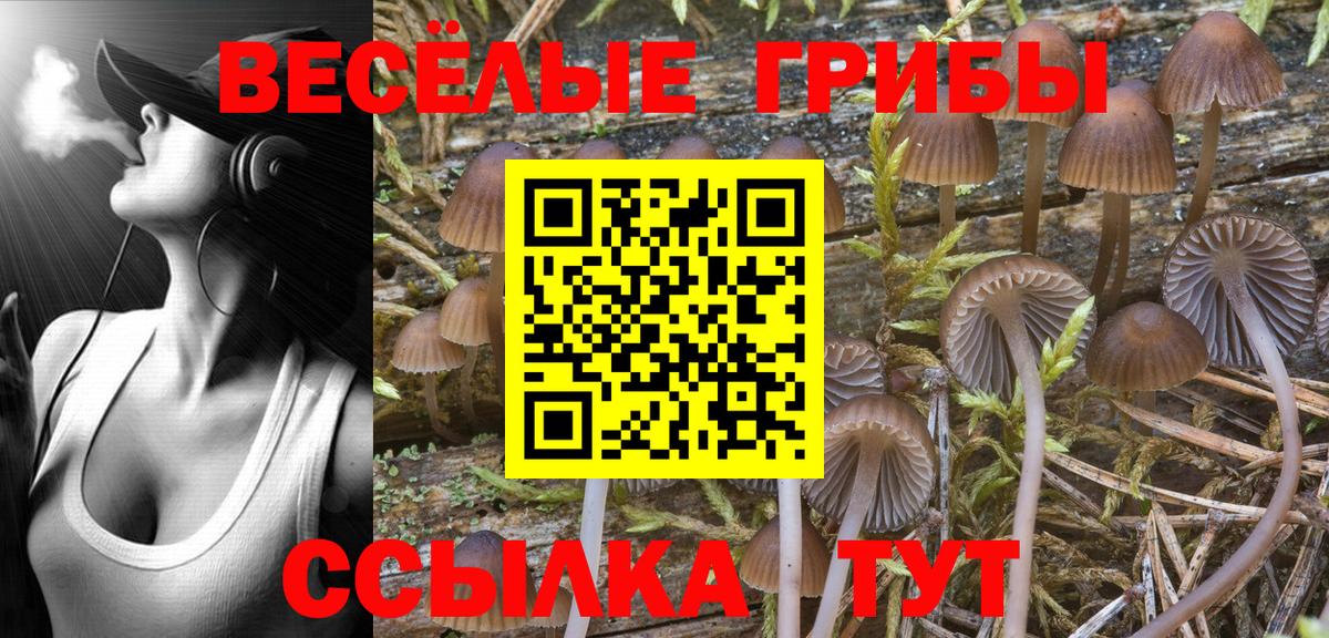 Галлюциногенные грибы MAGIC MUSHROOMS  цены наркотик  Зерноград  Вход с VPN 