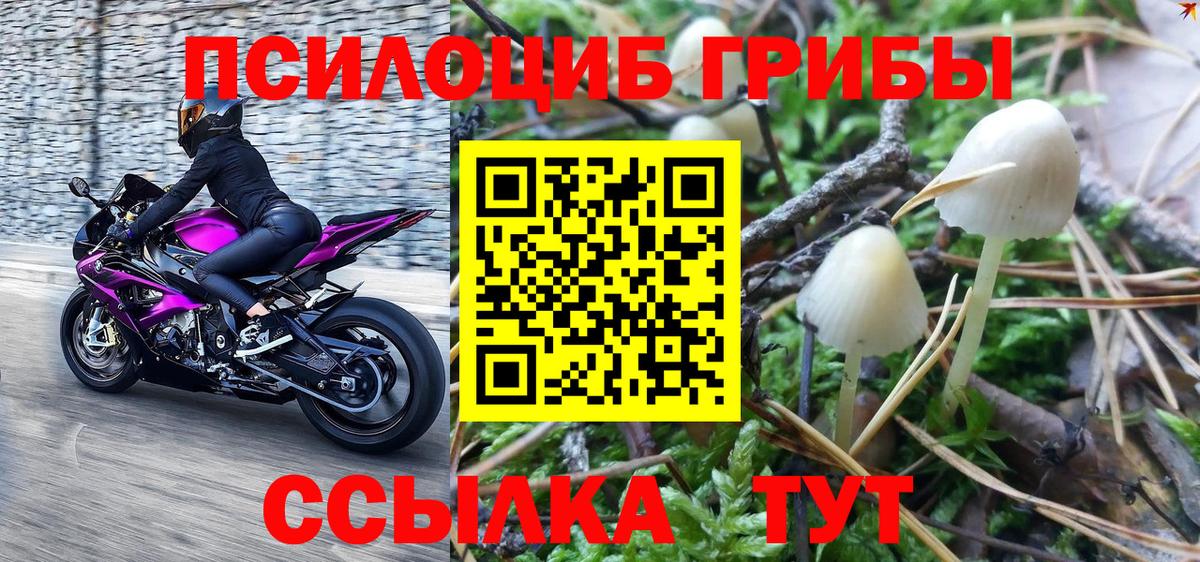 Псилоцибиновые грибы Cubensis Зерноград